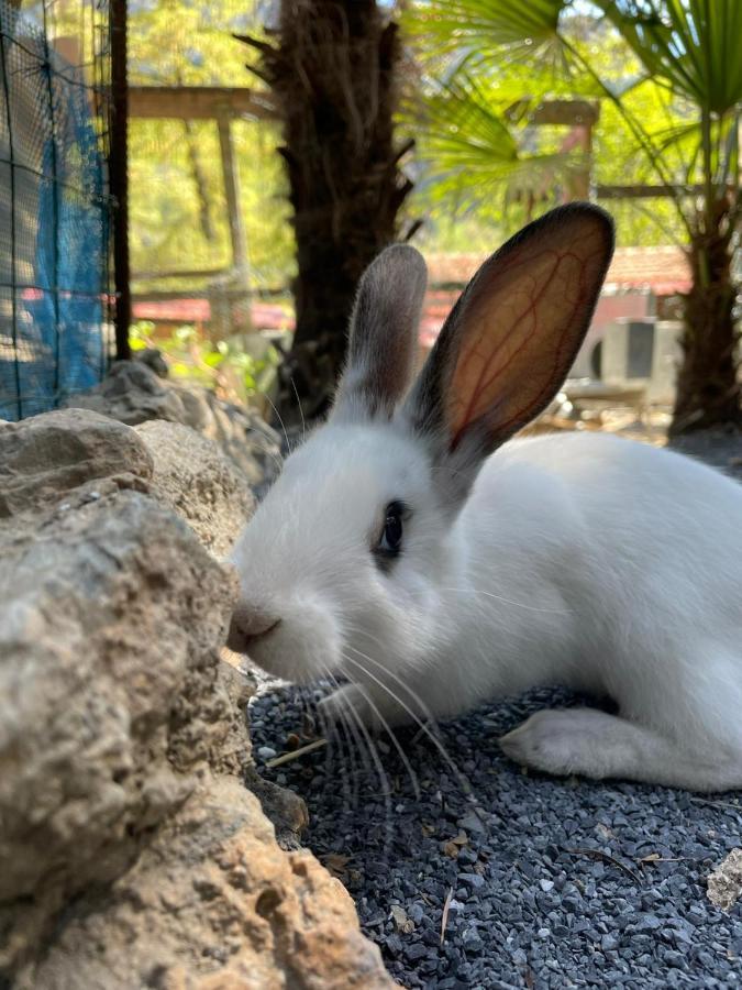 Agricamping Le Terrazze Hotel Orco Feglino Luaran gambar
