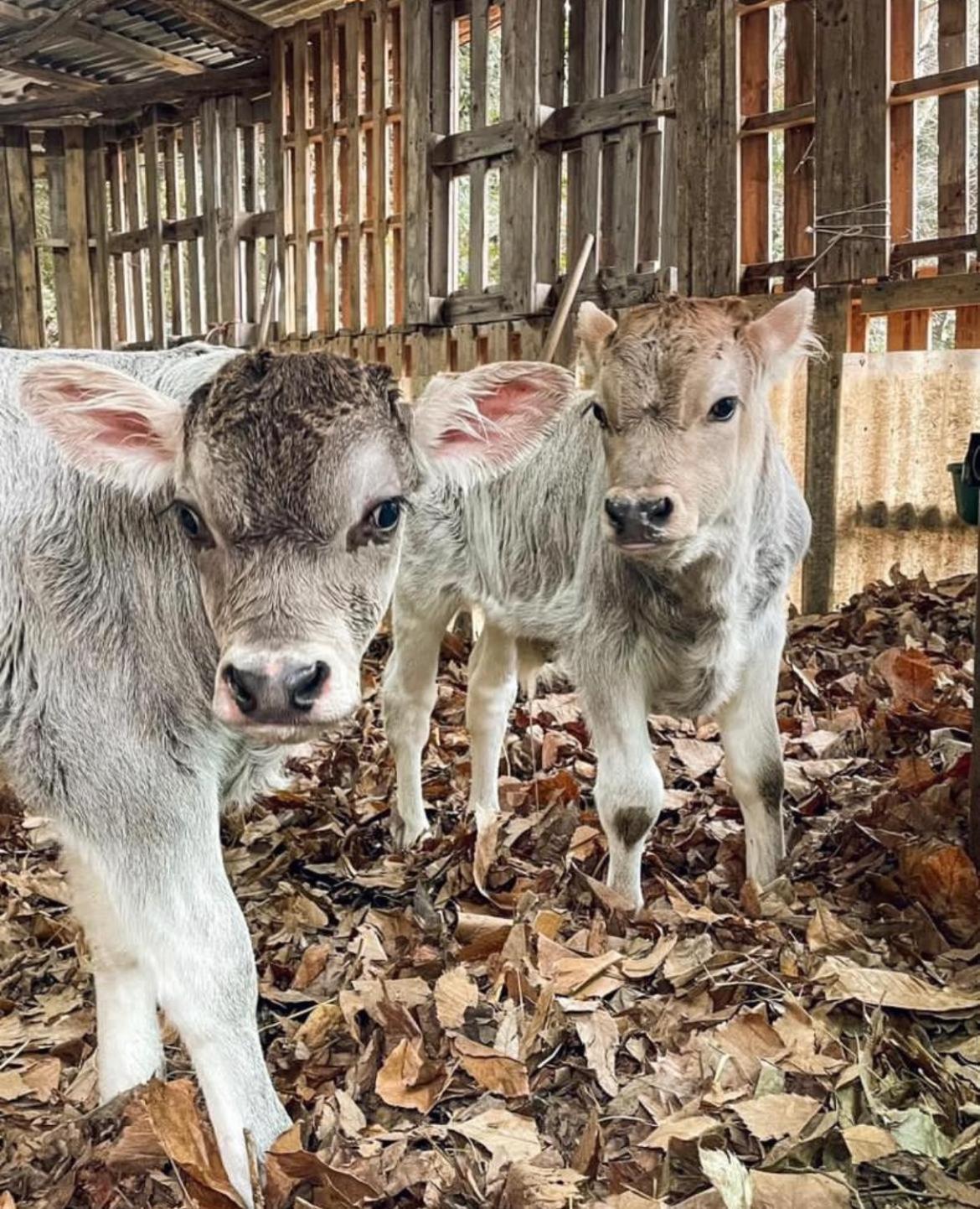 Agricamping Le Terrazze Hotel Orco Feglino Luaran gambar